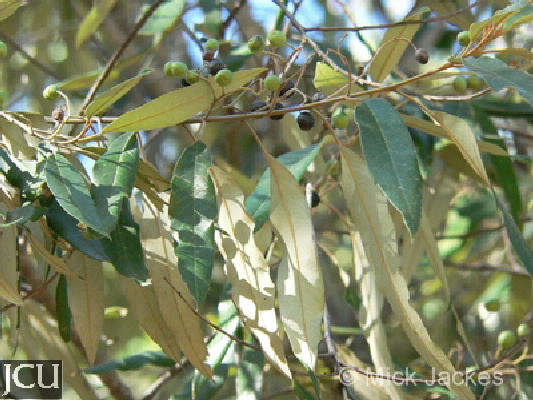 Alphitonia excelsa