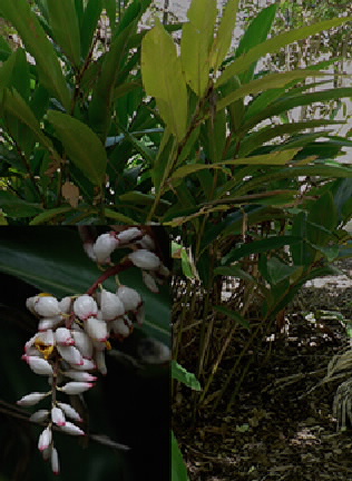 native ginger