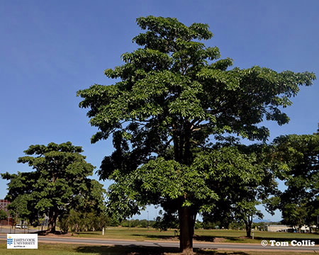 Image of Alstonia scholaris