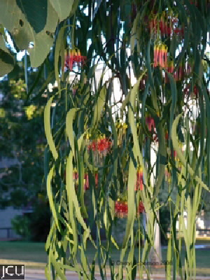 Amyema miquelii