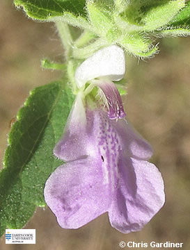 Image of Anisomeles malabarida