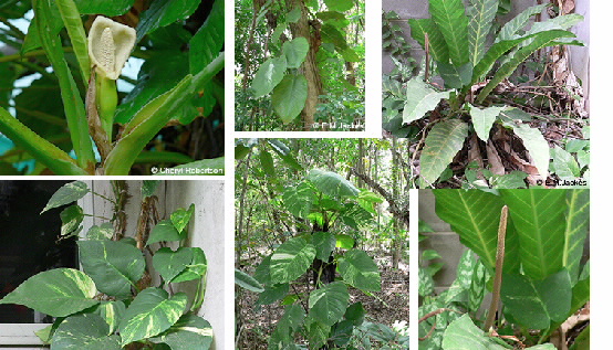 Composite images of various Araceae