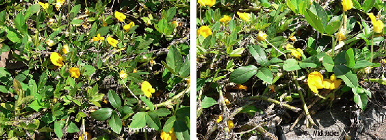 bushes