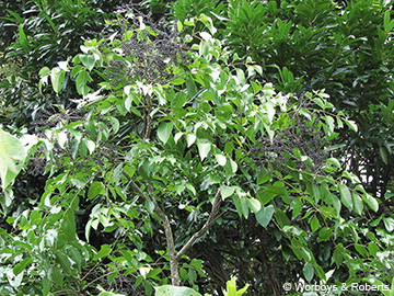 Image of Polyscias