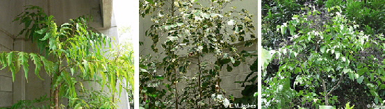 Images of various Araliaceae