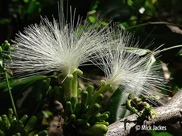 flower closeup