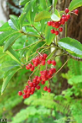 Ardisia crenata 