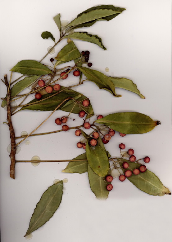 Ardisia crenata 