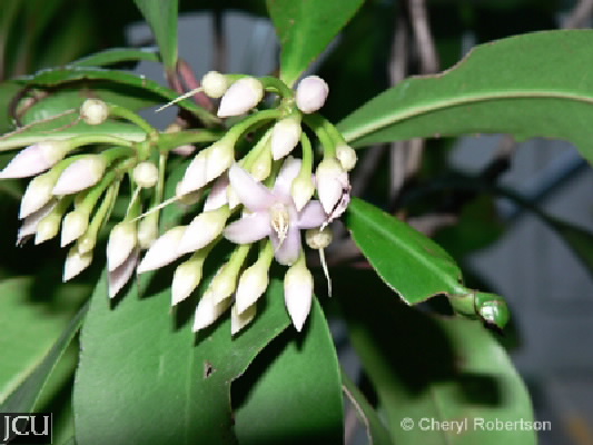 Ardisia elliptica 