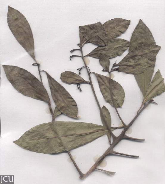 Ardisia elliptica 
