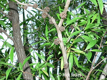 tree with fruit