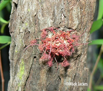 flower on trunk