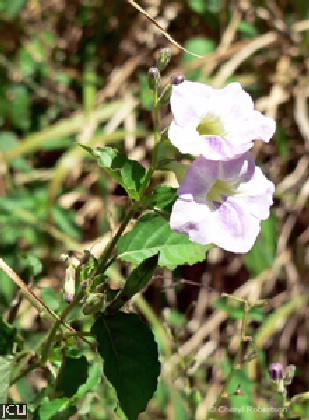 Asystasia gangetica