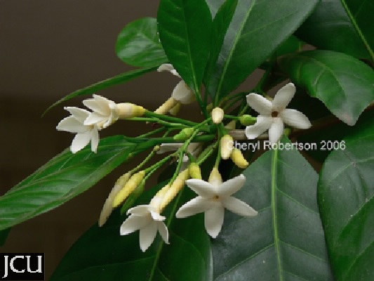 Atractocarpus fitzalanii