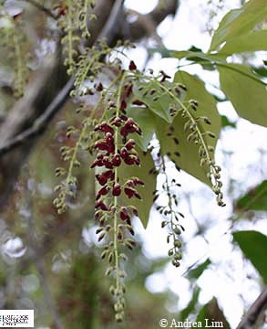 Image of Austrosteensia blackii