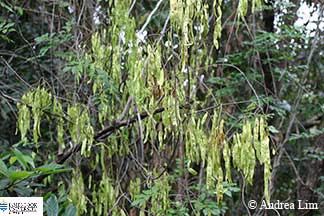Image of Austrosteensia pods