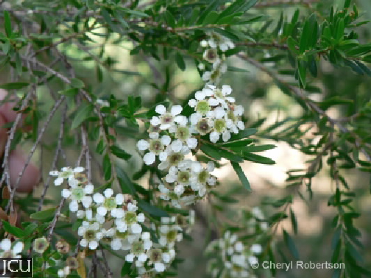 Babingtonia virgata s.l.