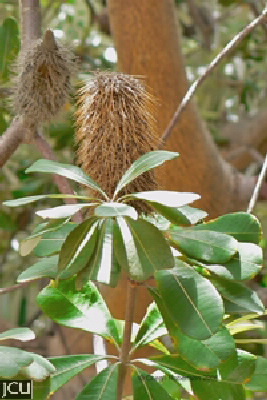Banksia integrifolia 