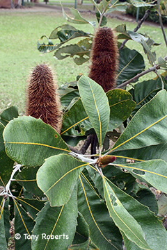 robur flowers