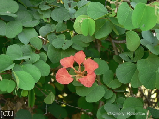 Bauhinia galpinii