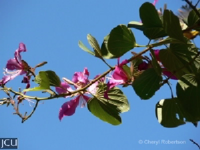 Bauhinia spp.