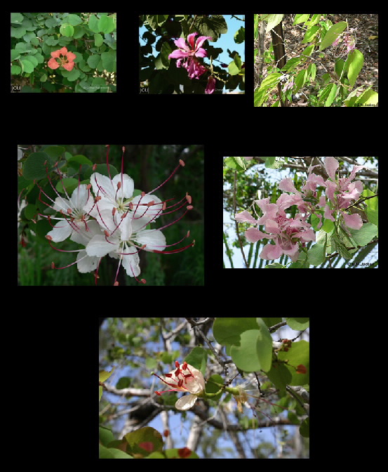 Composite images of Bauhinea