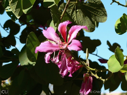 Bauhinia x blakeana