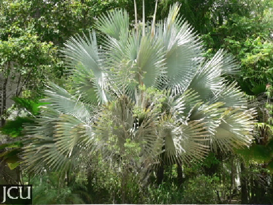 Bismarckia nobilis