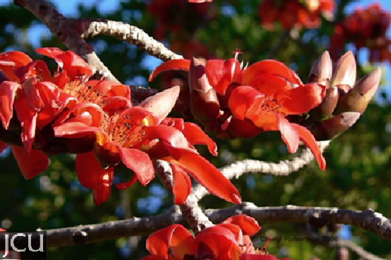 Bombax ceiba 