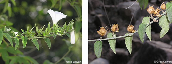 Images of Bonamia