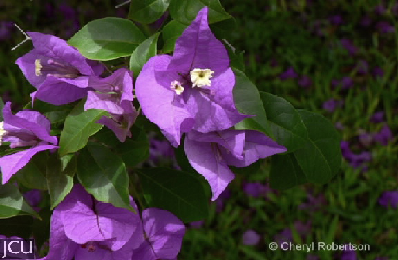 Bougainvillea spp.