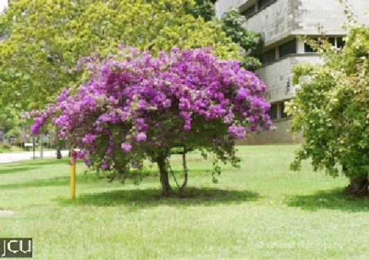 Bougainvillea spp.