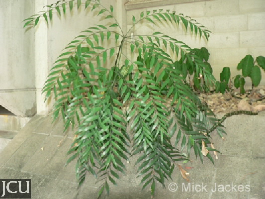 Bowenia serrulata