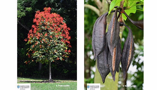 Two images Brachychiton
