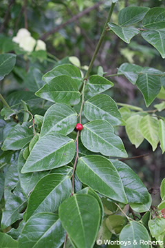 Image of Breynia