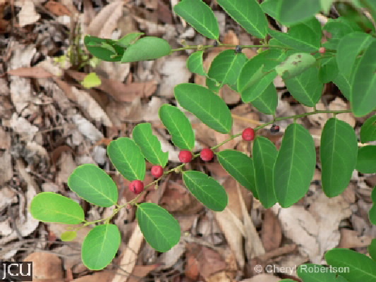 Breynia stipitata 