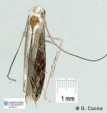 Image of Epicephala moth