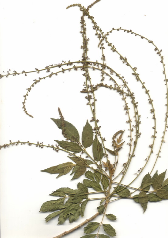 Brucea javanica
