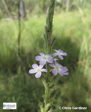 Image of Buchnera linearis