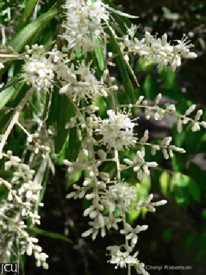 Bursaria incana