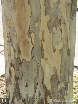 Caesalpinia ferrea 