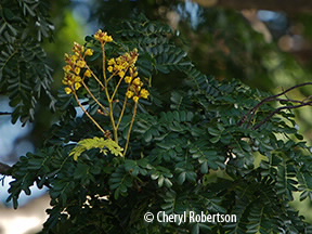 Flowesr and leaves