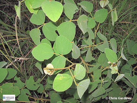 Image of Cajanus reticulatus