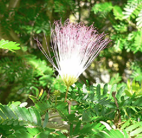 single flower