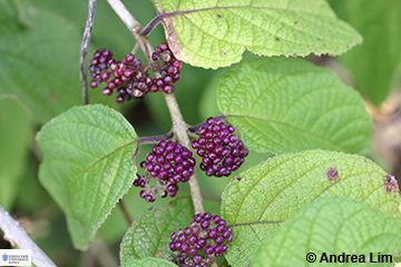 Image of Callicarpa pedunculata