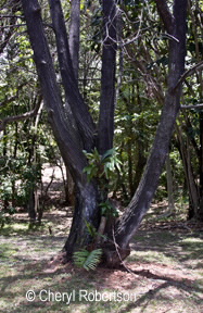 tree