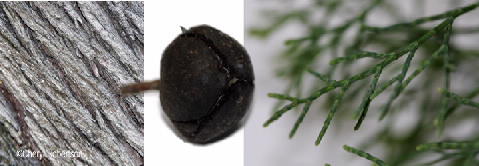 bark, fruit, leaf closeup
