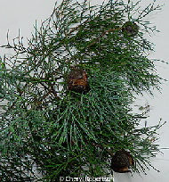 branchlet