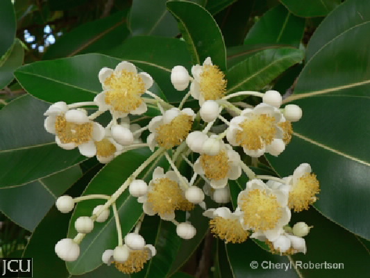 Calophyllum inophyllum