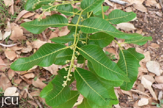 Canarium australianum var. australianum